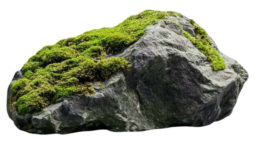 Moss-covered rock
