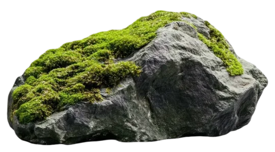 Moss-covered rock